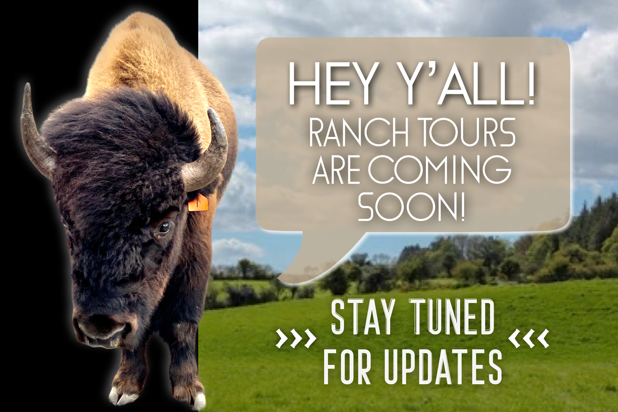 Bison Ranch Tours - Mountain Home, Texas